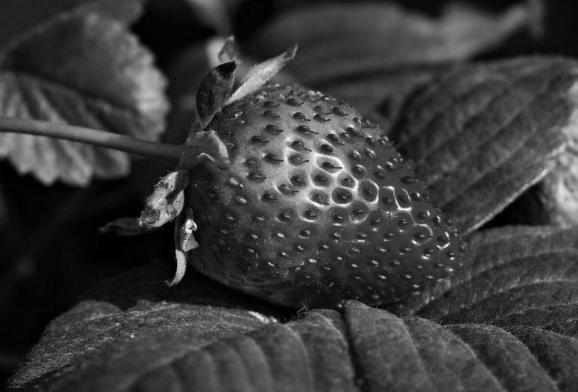 Grayscale image od a strawberry created by the editor using an original colour image.